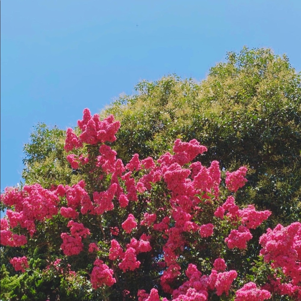 Meet your Posher, Yasmine